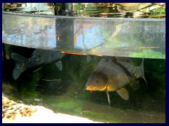 L'Oceanogràfic Oceanarium 088